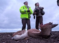 wind-turbines-kill-rare-birds-red-cross